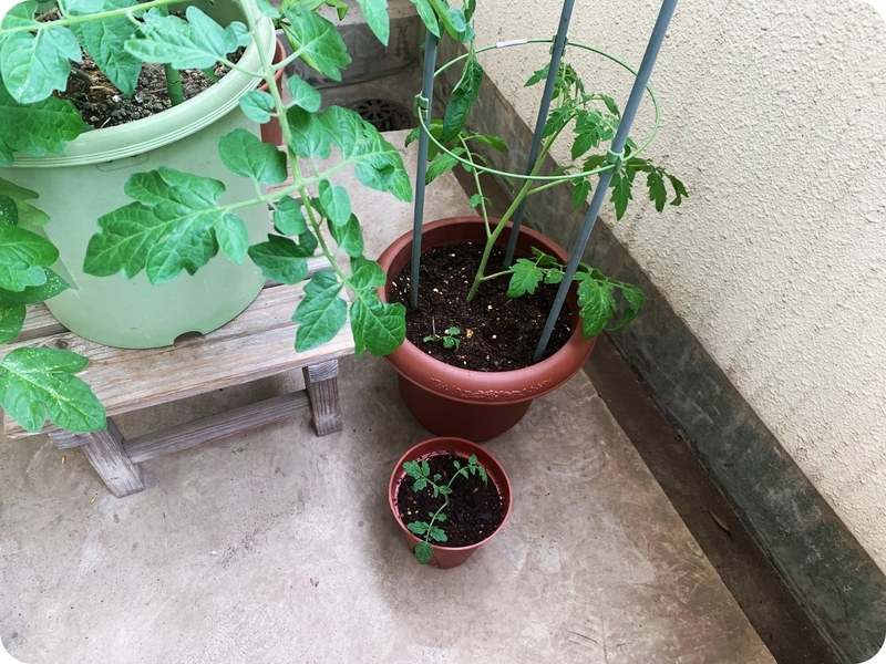 f:id:chobinosuke:20210614171323j:plain
