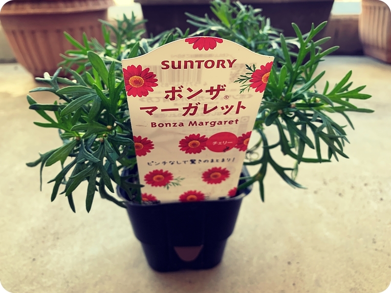 21秋 サントリーフラワーズ ボンザ マーガレット チェリー をまとまり良く咲かせてみたい Wadsblog
