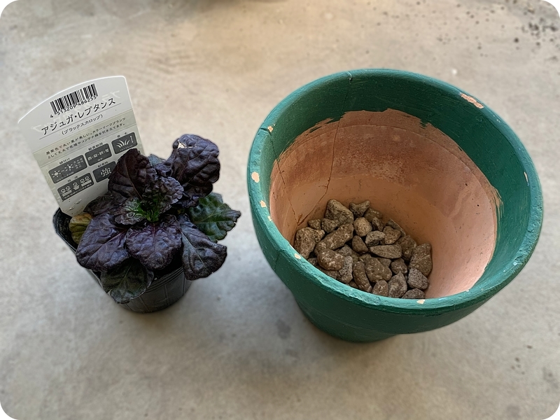 2021秋】アジュガ ブラックスカロップ をグランドカバーでは無く