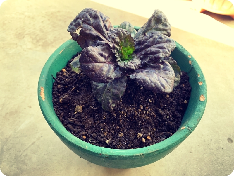 むぎ アジュガ苗 ダークリーフ ブラックリーフ 黒葉が綺麗 むぎ様専用 アジュガ苗 ダークリーフ ブラックリーフ 黒葉が綺麗