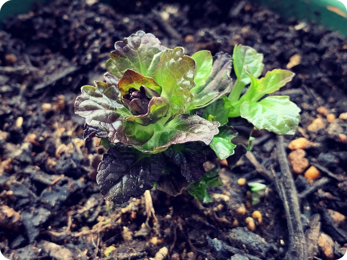 Chatterboxアジュガ苗 ダークリーフ ブラックリーフ 黒葉が綺麗 imgrc0090620368.jpg