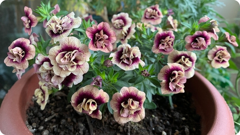 モモウメ万歳⭐️ ★送料無料匿名発送★レミレリーフ★デニムステンカラーコート アッドミー｜I・VICEのカラコンレポ・着画口コミ - #PR ADDMEカラコン