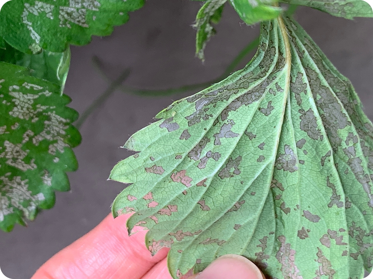 いちごの葉に異常が この症状は病気 それとも虫 Wadsblog