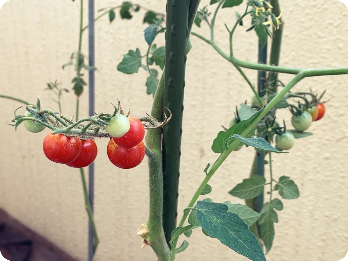 22夏 プチトマトの実から種を採って苗作りし ペットボトルで育てて夏にはウハウハになるぞ その３ 収穫 Wadsblog