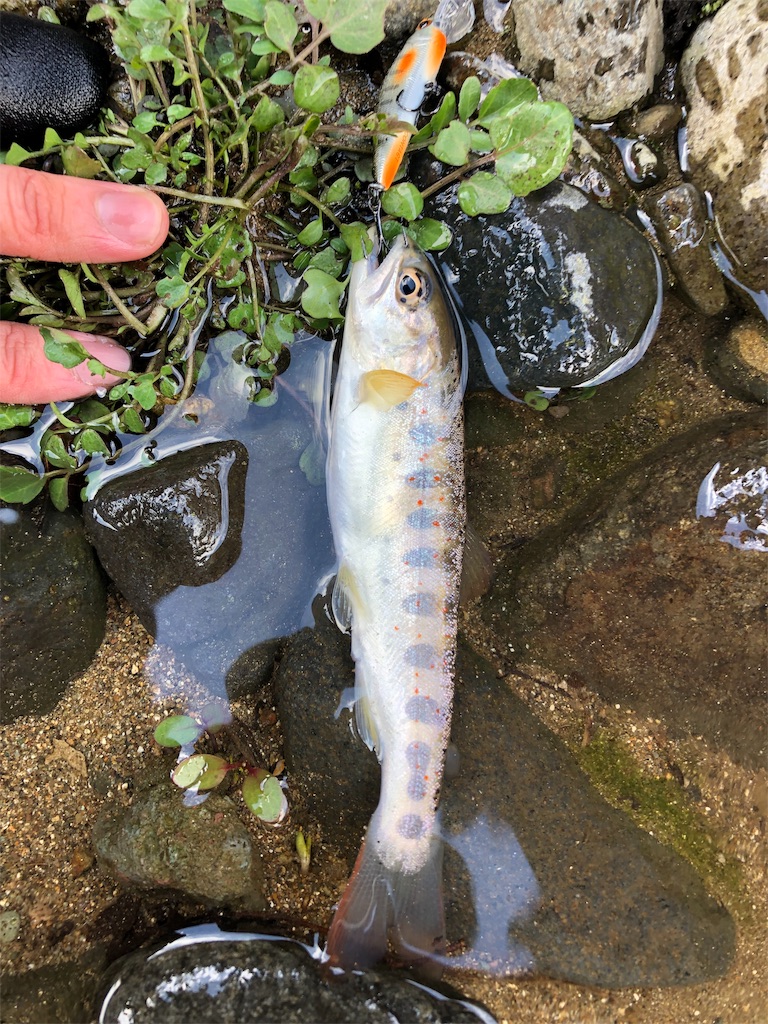 f:id:chobitaku:20190301214327j:image f:id:chobitaku:20190301214327j:image