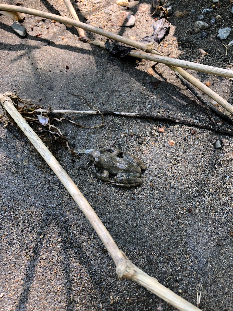 f:id:chobitaku:20190518192449j:image