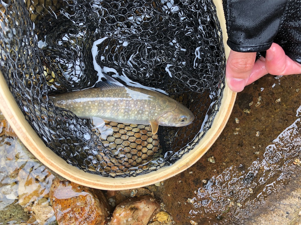 f:id:chobitaku:20190602182632j:image f:id:chobitaku:20190602182632j:image