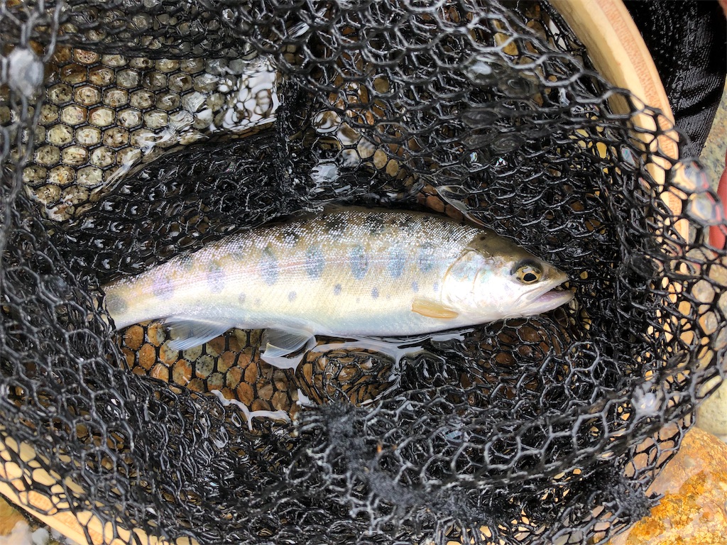 f:id:chobitaku:20190602182654j:image f:id:chobitaku:20190602182654j:image