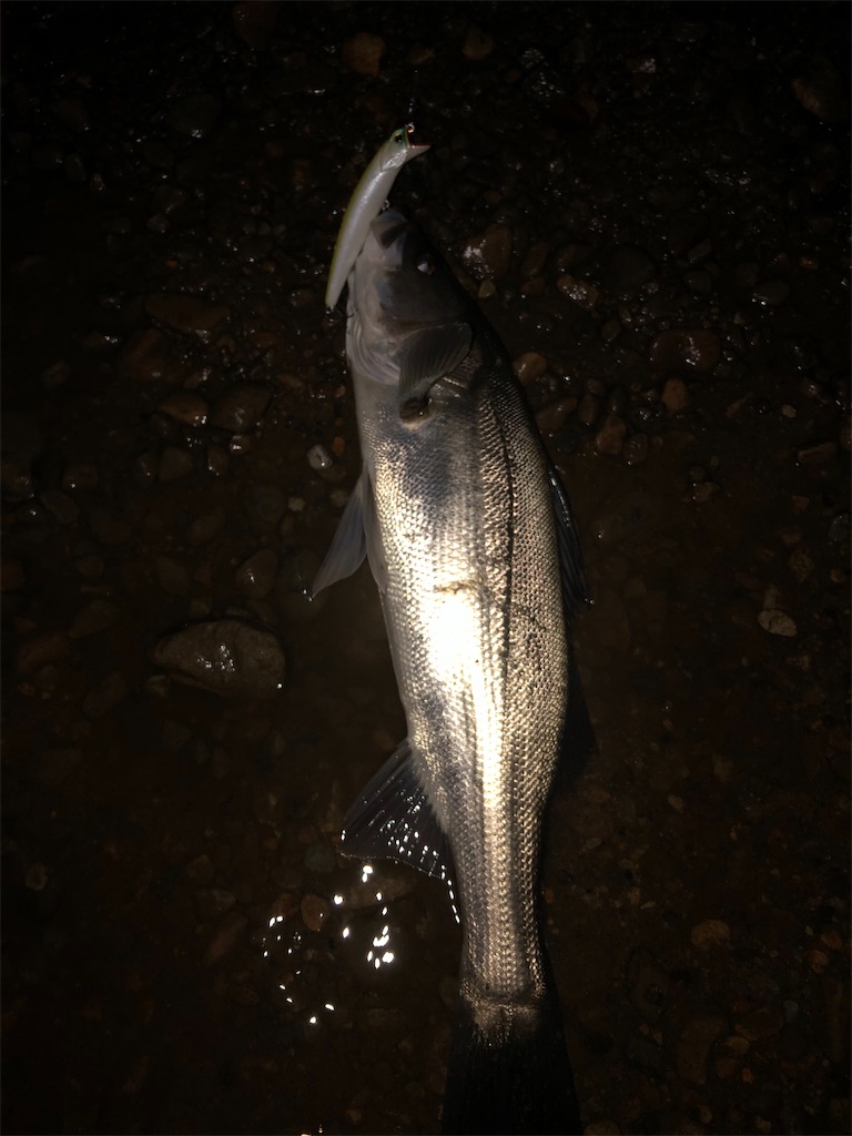 f:id:chobitaku:20191203174539j:image