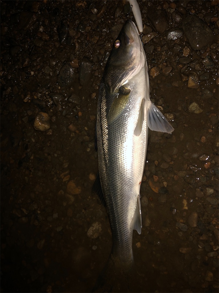 f:id:chobitaku:20191203174554j:image