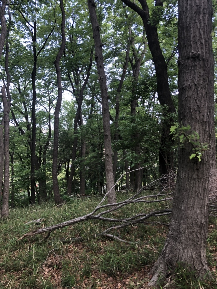 f:id:chobitanyan:20190706171433j:plain f:id:chobitanyan:20190706171433j:plain