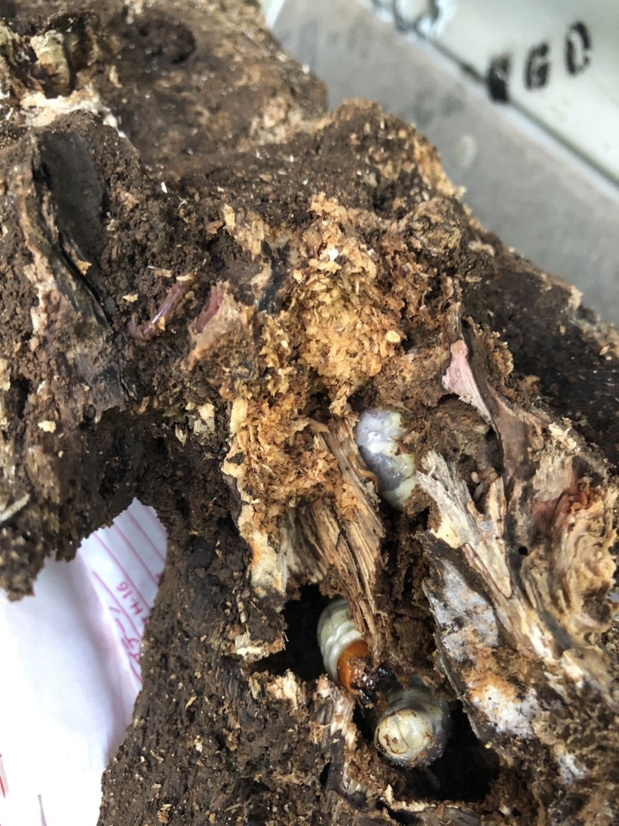 f:id:chobitanyan:20190706172537j:plain f:id:chobitanyan:20190706172537j:plain