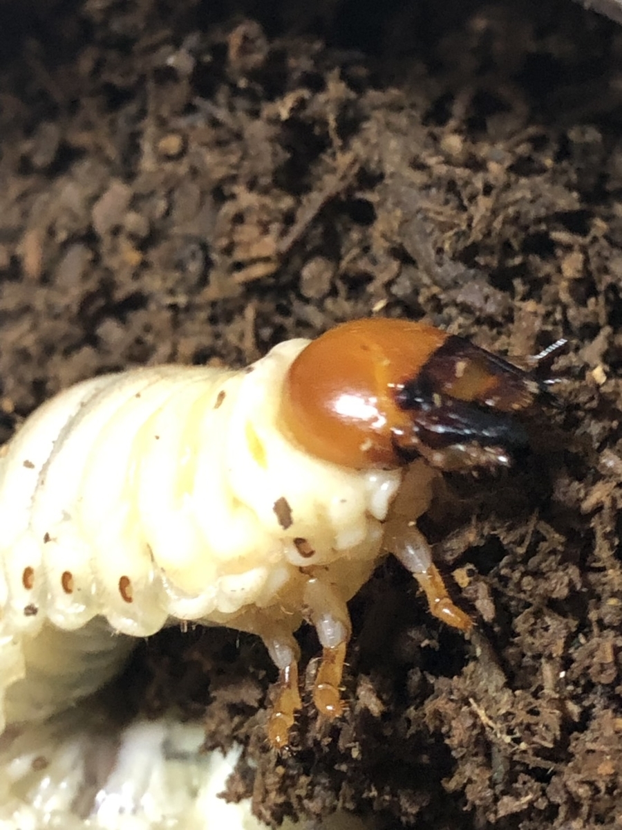 f:id:chobitanyan:20190707154649j:plain f:id:chobitanyan:20190707154649j:plain