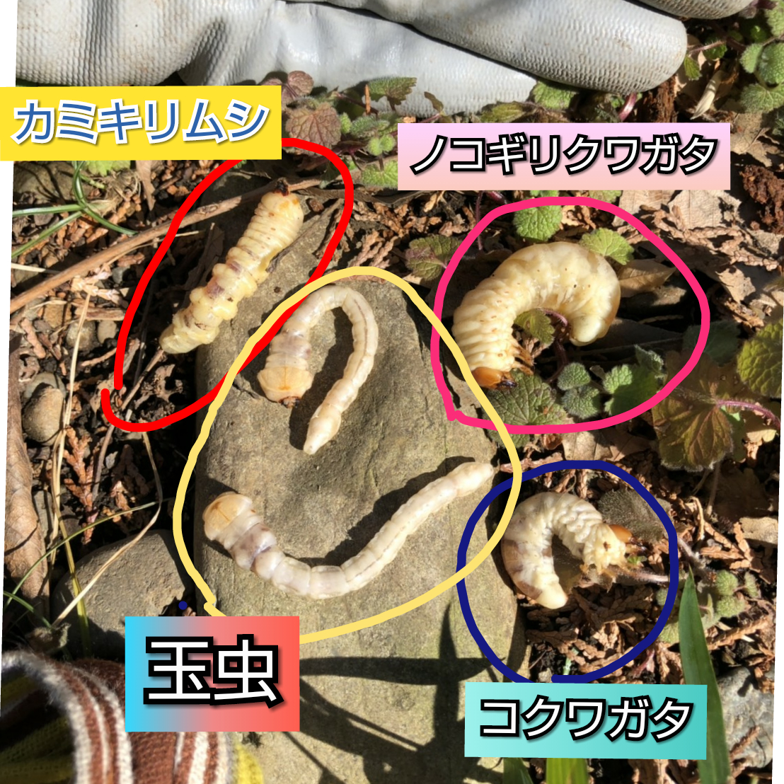 f:id:chobitanyan:20190707174118j:plain f:id:chobitanyan:20190707174118j:plain