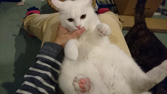 f:id:chobivic:20180126003844j:plain f:id:chobivic:20180126003844j:plain