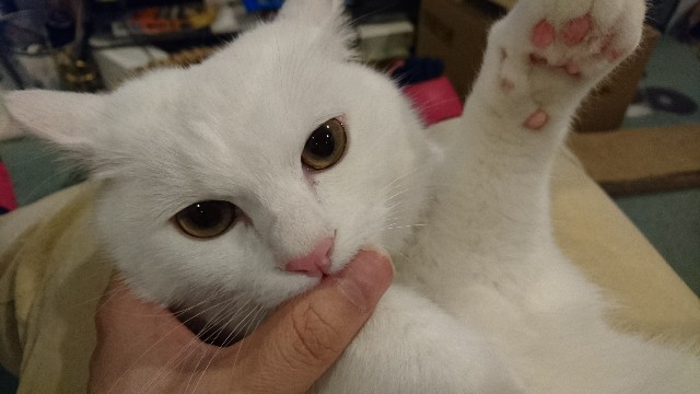 f:id:chobivic:20180126003948j:plain f:id:chobivic:20180126003948j:plain