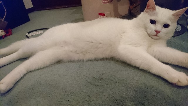 f:id:chobivic:20180320073552j:image f:id:chobivic:20180320073552j:image