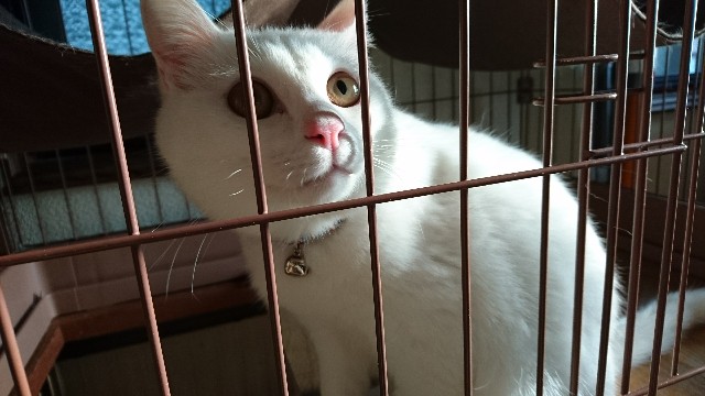 f:id:chobivic:20180327174503j:image f:id:chobivic:20180327174503j:image