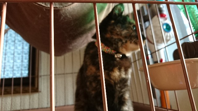 f:id:chobivic:20180327174530j:image f:id:chobivic:20180327174530j:image