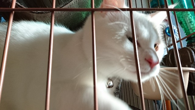 f:id:chobivic:20180327174548j:image f:id:chobivic:20180327174548j:image