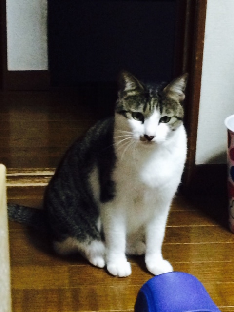 f:id:choco116choco:20141110212926j:plain