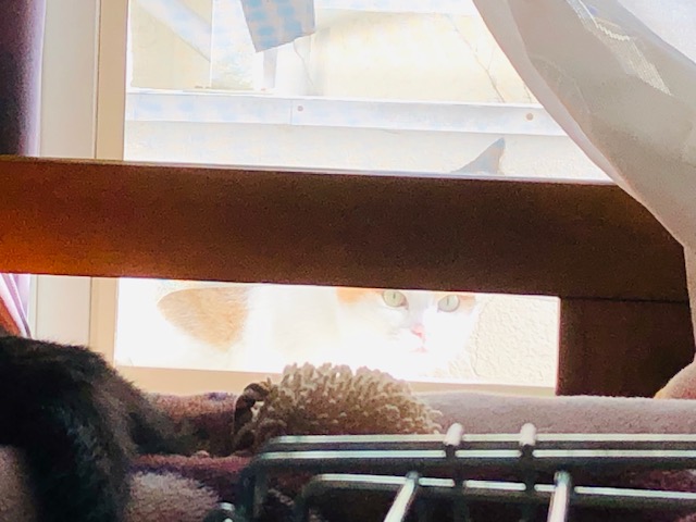 f:id:choco116choco:20191114140602j:plain