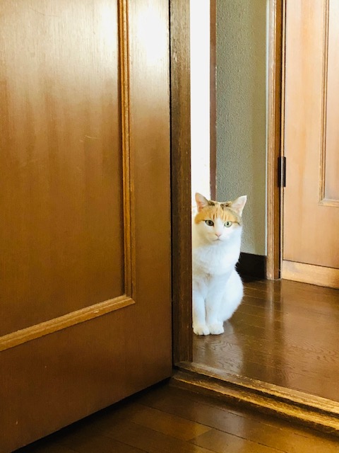 f:id:choco116choco:20191114143927j:plain