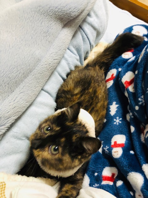 f:id:choco116choco:20191114230334j:plain