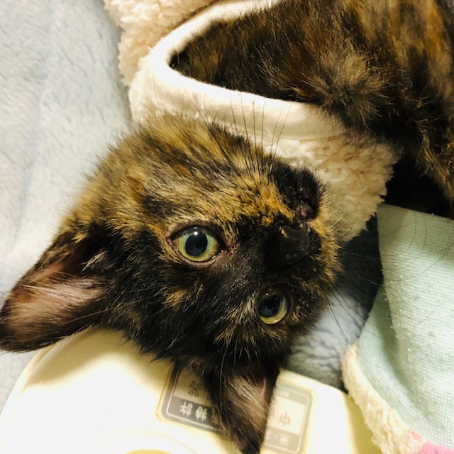 f:id:choco116choco:20191114230858j:plain