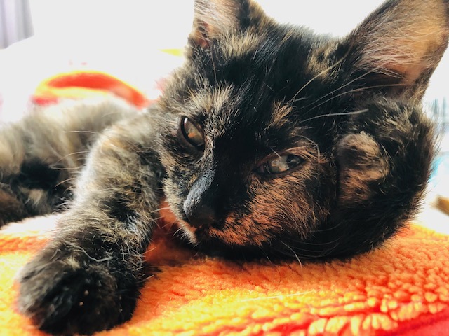 f:id:choco116choco:20191116094242j:plain
