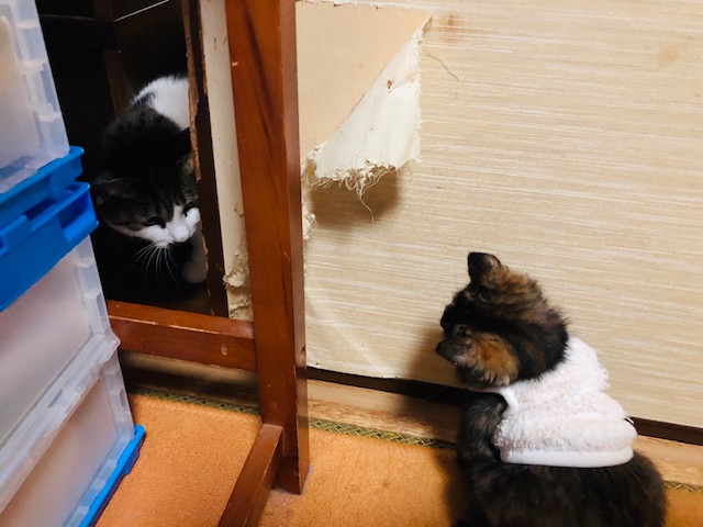 f:id:choco116choco:20191116224600j:plain