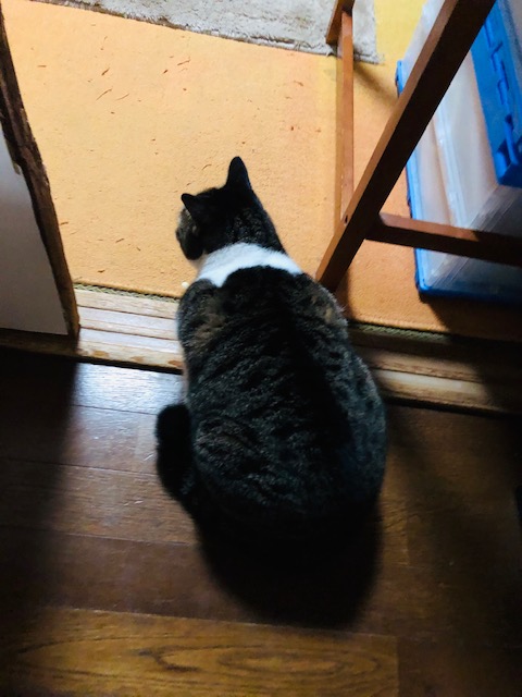 f:id:choco116choco:20191116230149j:plain