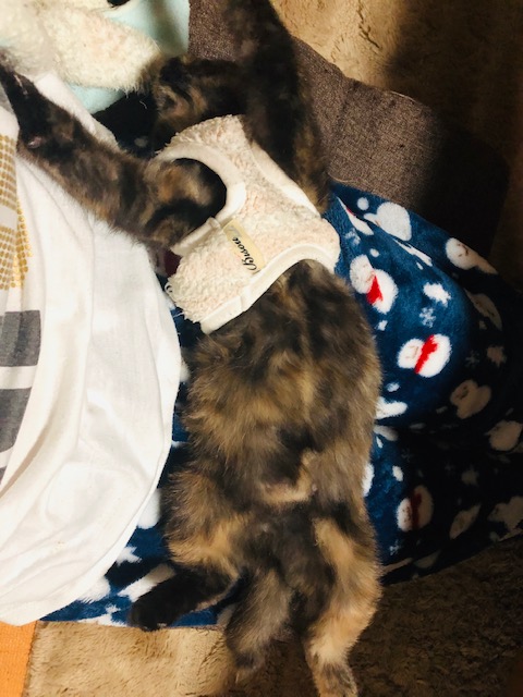 f:id:choco116choco:20191117214556j:plain