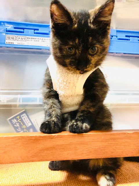 f:id:choco116choco:20191118202549j:plain