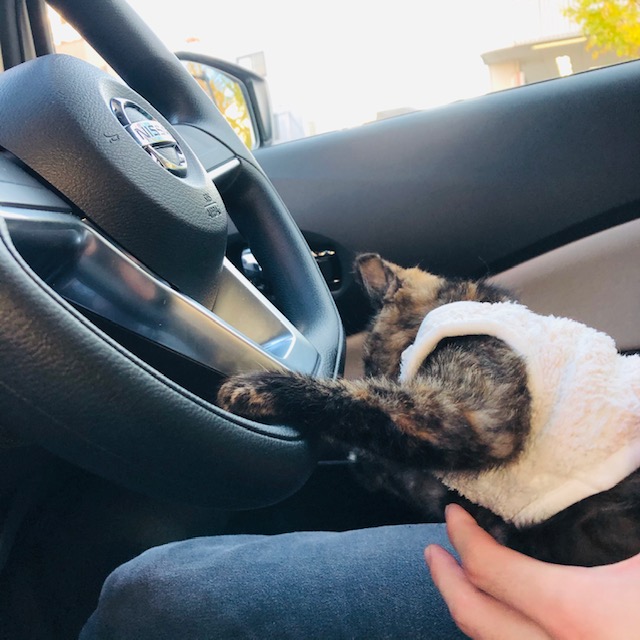 f:id:choco116choco:20191121151645j:plain