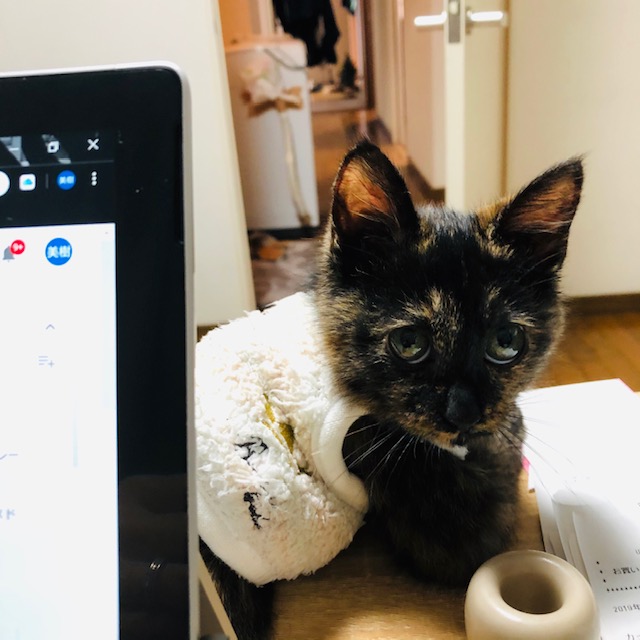 f:id:choco116choco:20191125085930j:plain