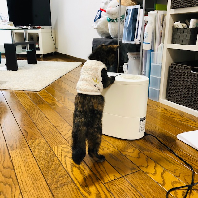 f:id:choco116choco:20191127130232j:plain f:id:choco116choco:20191127130232j:plain