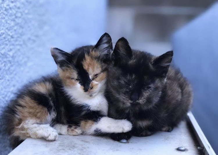 f:id:choco116choco:20191211154849j:plain f:id:choco116choco:20191211154849j:plain