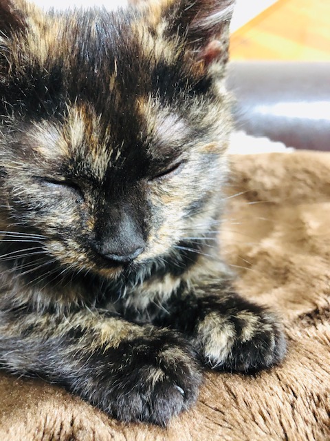 f:id:choco116choco:20191212093451j:plain