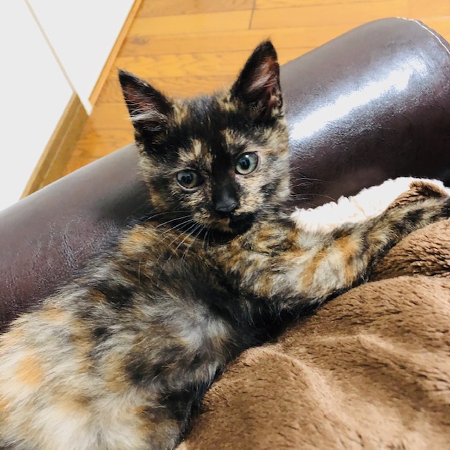 f:id:choco116choco:20191212093505j:plain f:id:choco116choco:20191212093505j:plain