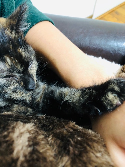 f:id:choco116choco:20191212093519j:plain