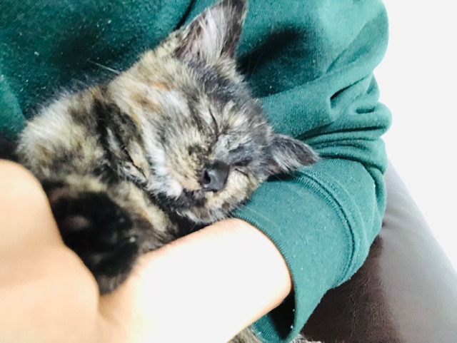 f:id:choco116choco:20191212093526j:plain