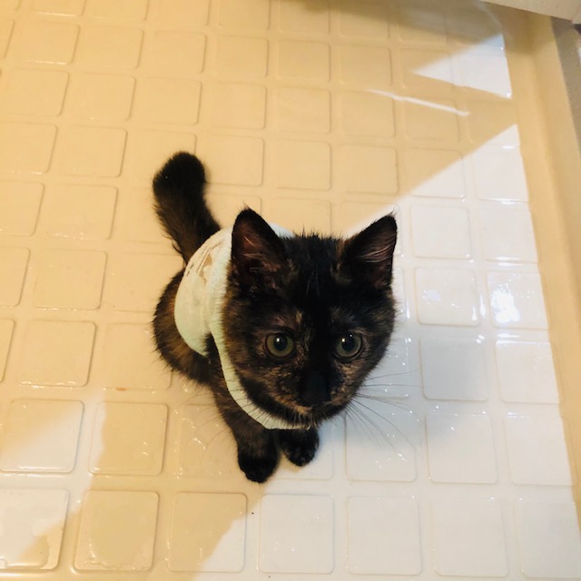f:id:choco116choco:20191216184705j:plain