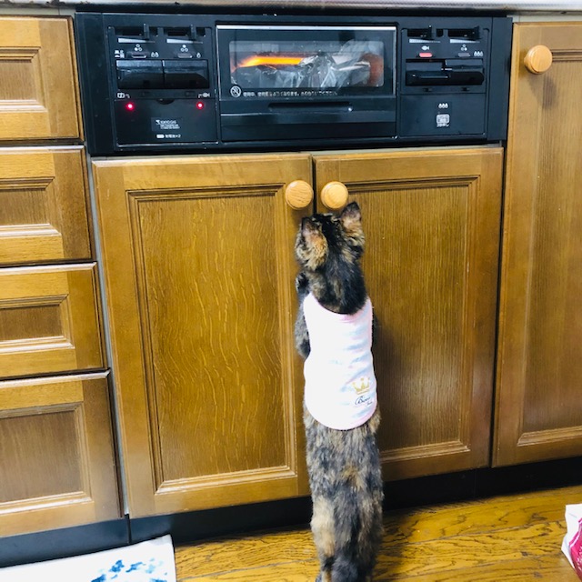 f:id:choco116choco:20191219184800j:plain f:id:choco116choco:20191219184800j:plain