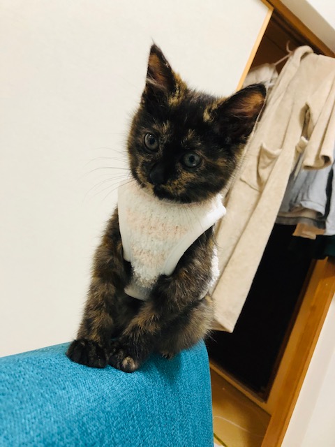 f:id:choco116choco:20191226200024j:plain f:id:choco116choco:20191226200024j:plain