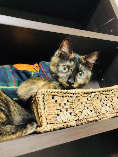 f:id:choco116choco:20191227105238j:plain f:id:choco116choco:20191227105238j:plain