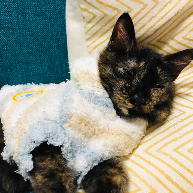 f:id:choco116choco:20200101193939j:plain f:id:choco116choco:20200101193939j:plain