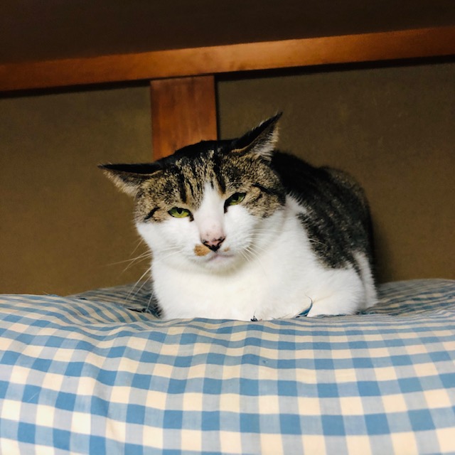 f:id:choco116choco:20200103181059j:plain