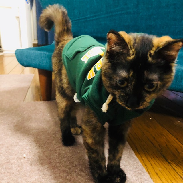 f:id:choco116choco:20200116184347j:plain f:id:choco116choco:20200116184347j:plain