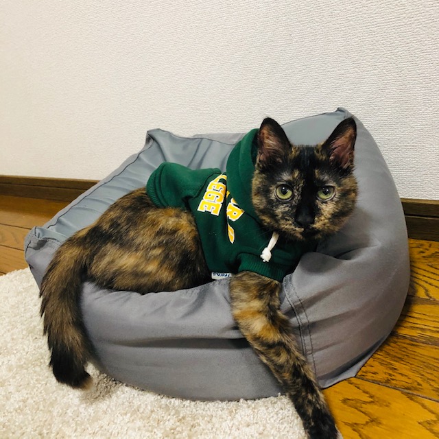 f:id:choco116choco:20200116210035j:plain f:id:choco116choco:20200116210035j:plain